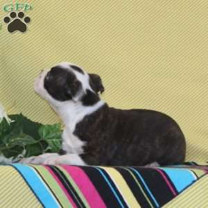 Austin, Boston Terrier Puppy